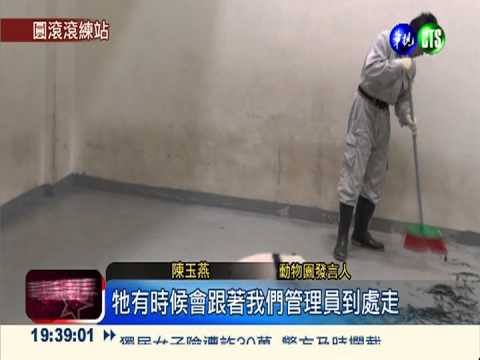 後肢沒力... 圓仔"倒退嚕"超可愛