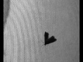 Maya Deren with Grey Butterfly