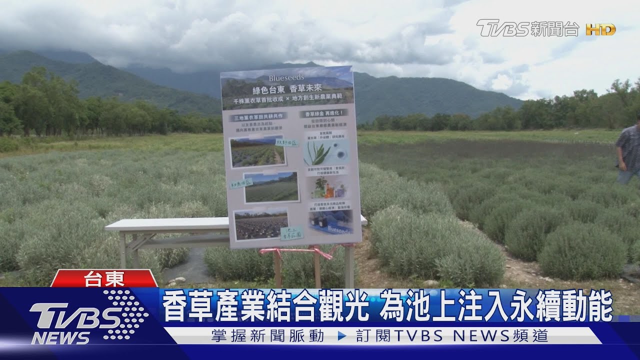 池上首批薰衣草收成　開啟香草產業新篇章