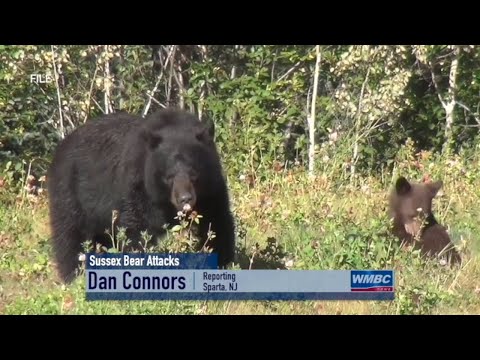 NJ Sparta Sussex County Black Bear Attacks