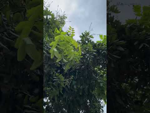 THE YÊN MAISON (PHẦN 1)thiết kế sân vườn cafe tại Vũng Tàu#CAYKHOONGCHAU #GARDEN#LANDSCAPE #XUHUONG