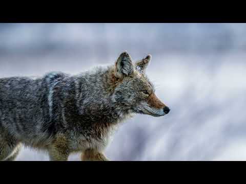 Lamar Valley Winter Photography