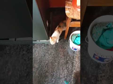 #bangalore #india #youtubeshorts #two cats