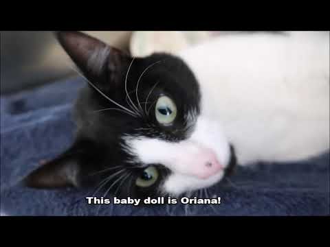 Oriana, You Sweet Little Cat!