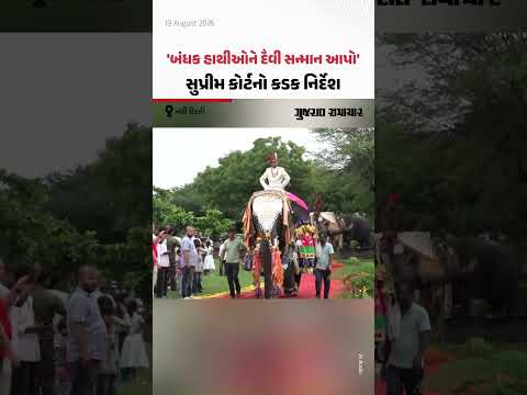 દેશભરના બંધક હાથીઓને દૈવી સન્માન સ્પેશ્યલ ક્લિનિક માટે સુપ્રીમ કોર્ટનો નિર્દેશ | Gujarat Samachar દેશભરના બંધક હાથીઓને દૈવી સન્માન સ્પેશ્યલ ક્લિનિક માટે સુપ્રીમ કોર્ટનો નિર્દેશ | Gujarat Samachar