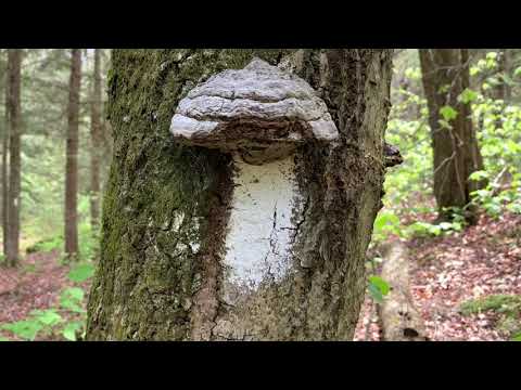 AT Section 9 - Hiking through Massachusetts