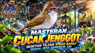 Download lagu MASTERAN CUCAK JENGGOT BESETAN TAJAM DAN SPEED RAPET🐦🔥 Jeda Gemercik Air Alami mp3