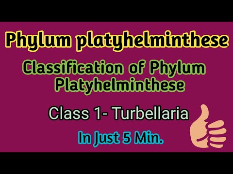 platyhelminthes turbellaria fajok