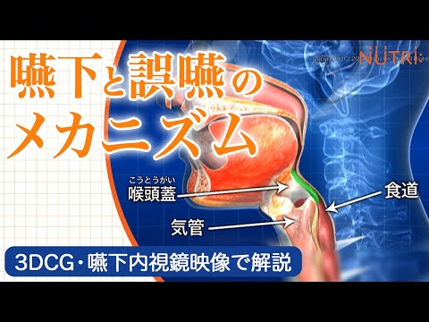栄養学科 嚥下と誤嚥を3D CG・嚥下内視鏡映像で解説