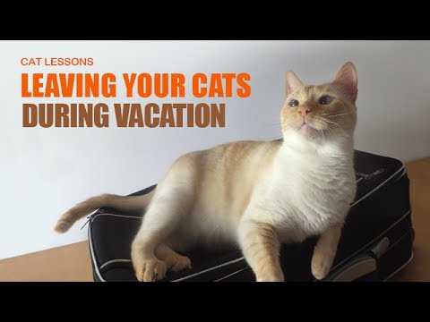 What to do for Your Cats Before Going on Vacation
