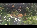 Mango Fruits Mango Tree Amazing Birds Voice