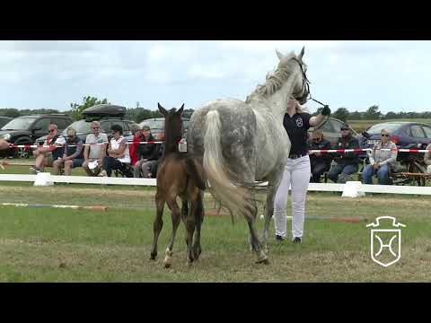 NF328 Stutfohlen von Casall - Contender - Reichsgraf