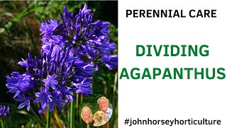 HOW TO SPLIT AGAPANTHUS PLANTS FOR MORE BLOOMS!