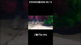 ささかま日誌2026/05/12　 #ウーパールーパー
