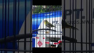 Download lagu Masteran pleci nobita sambung kenari #pleci #masteranburung mp3