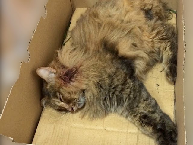 Долго мучил, а потом убил