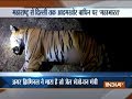 BJP leader Maneka Gandhi slams Maharashtra minister over tigress killing