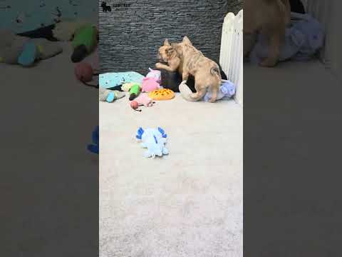 Video 3
