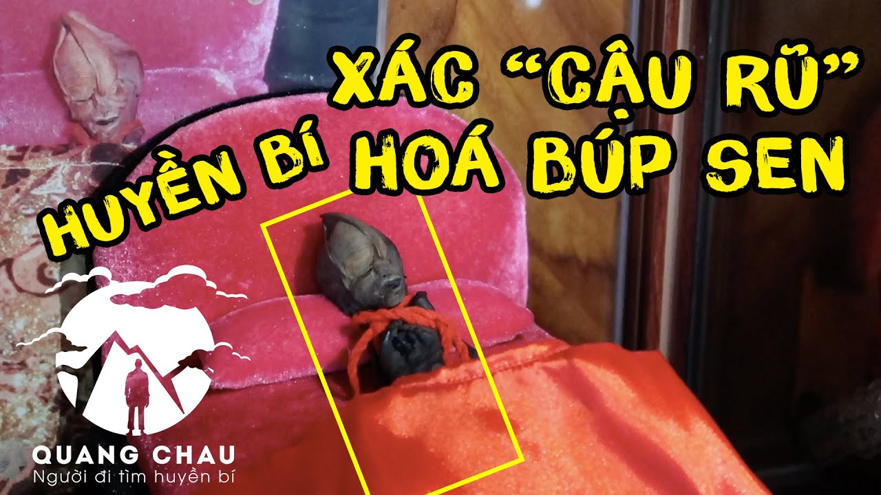 Kỳ Bí Xác Cậu Rũ lớn dần theo thời gian - Đầu nở hoa sen rất kỳ lạ