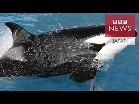 シーワールド O ロゴ.jpg