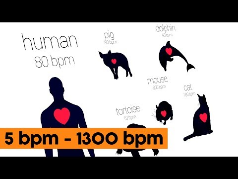 Animal Heartbeats Compared To A Human Heart