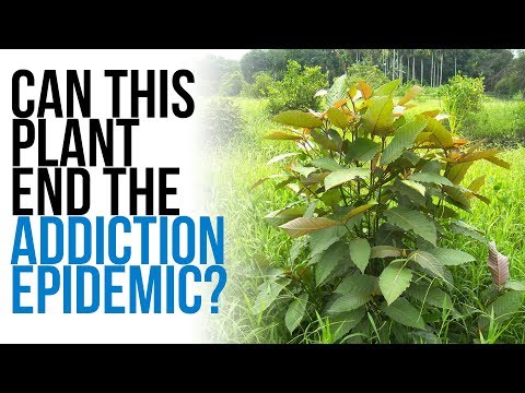 The TRUTH About Kratom (Honest Review of Leaf of Faith Netflix Documentary)