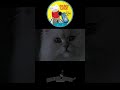 Say Goodnight Tinkerbell Movie Animation Clips Shorts Cat