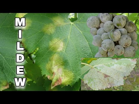 , title : 'Downy Mildew | Grapes Fungus'