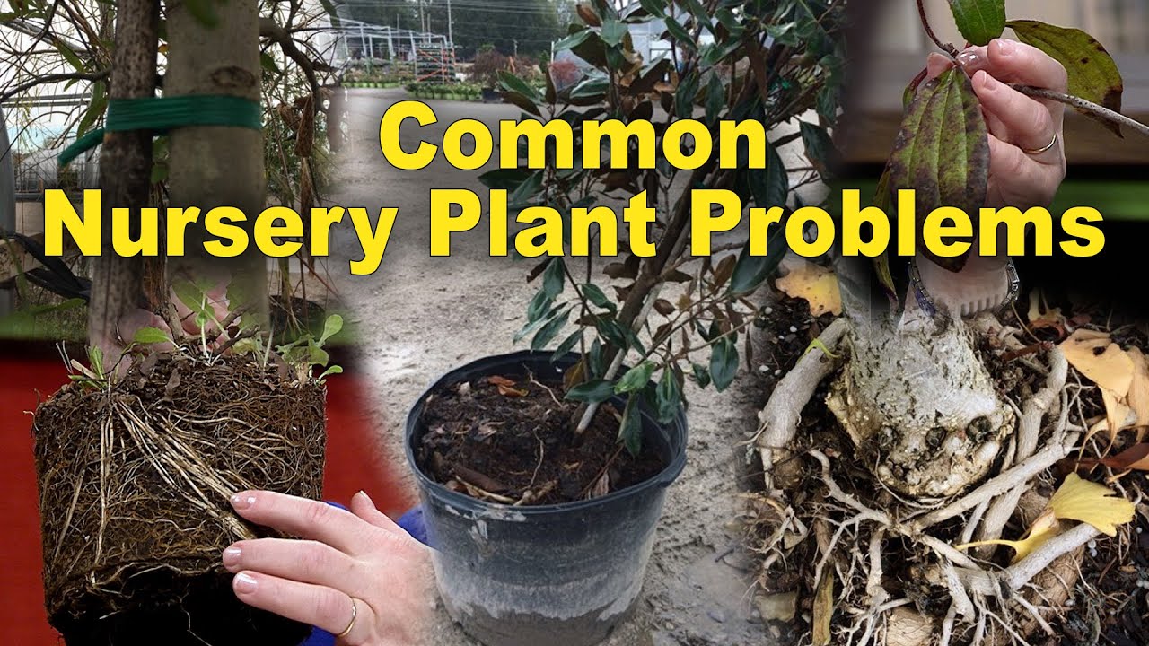 Problems to Avoid in Nursery Plants – Family Plot