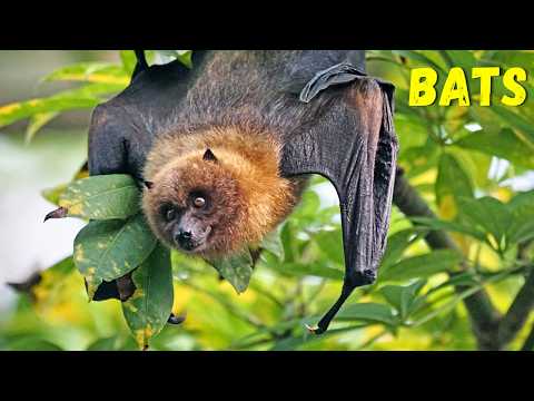 Bats: Nature’s Most Misunderstood Mammals! 🦇