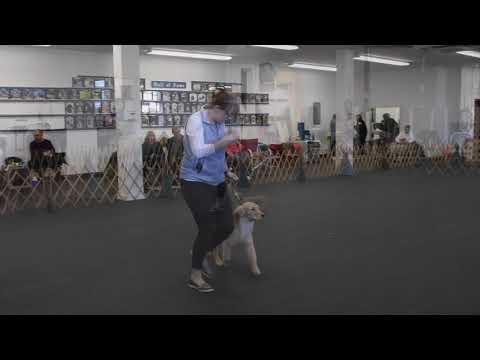 FD Conformation Match Show   HD 720p