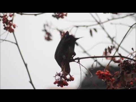 Fåglar i Rönnbärsträdet