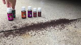 Prove It: Insects And Oils