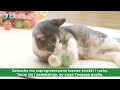 Doggy Village Frantic ORB Mini Mobilus, bėgiojantis, interaktyvus žaislas labai mažiems šunims, mažiems šunims ir katėms, mėlynas