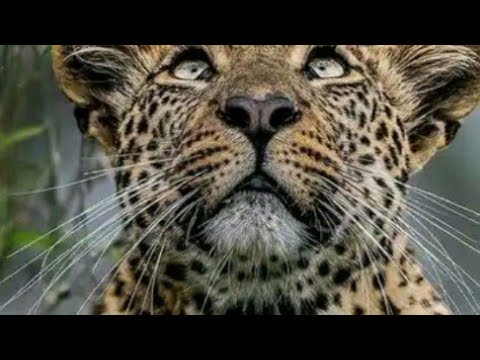 AGASOBANUYE GASHYA TIGER  2022 BY ROCKY KIRABIRANYA