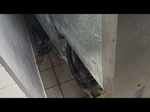 Cockroaches Throughout Commercial Kitchen in Freehold, NJ