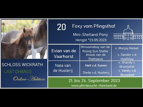 Lot Nr. 20 Foxy vom Pfingsthof - Mini Shetland Pony