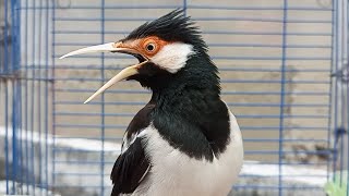 Download lagu Jalak Suren Gacor Mompa Full Isian Mewah Cocok Buat Pancingan Jalak Suren Muda Agar Gacor Full Isian mp3