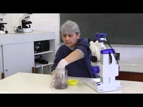 Aula 3: Ecologia e classificação de artrópodes peçonhentos