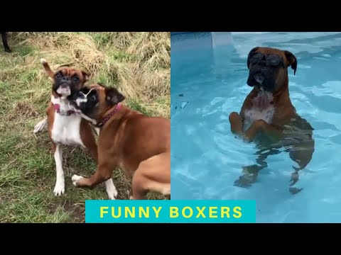 Cute and Funny Boxer dogs