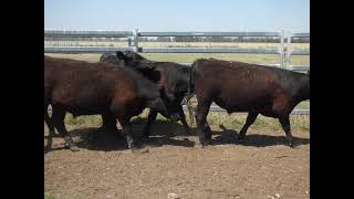 Angus Strs Moonie QLD