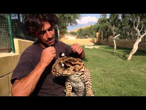 Ocelote Uri. Fauna y Acción