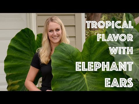 Tropical Flavor with Elephant Ears