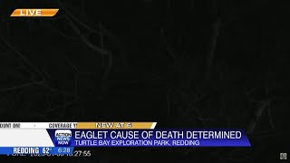 Friends of the Redding Eagles say eaglet Luna died from high temperatures