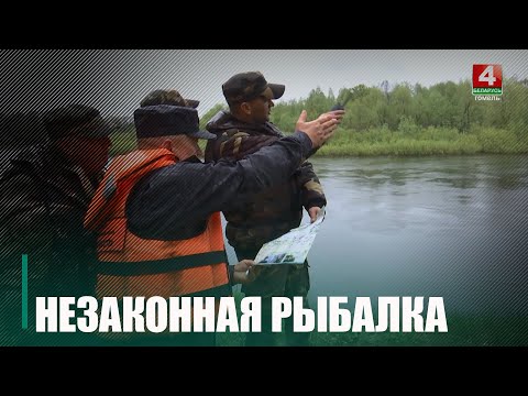 На период нереста рыбы в Беларуси ограничены рыбалка и судоходство по акватории водоемов видео