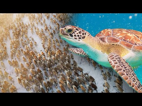 Many Migrating Wildlife Species Face Extinction