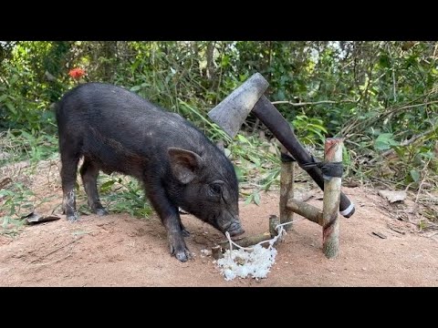 Amazing Skill Building wild boar trap From Black Ax #skilltrap #animals #camping