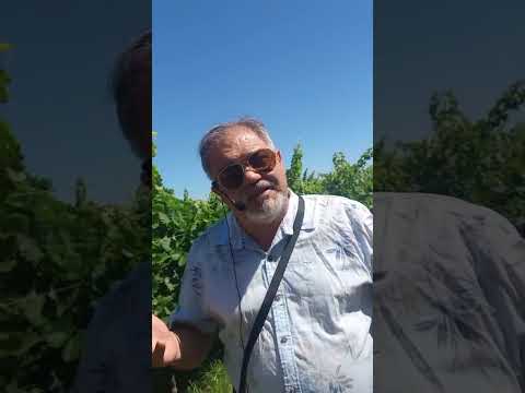 Ruta del Vino Entrerriano: Finca Los Aromitos | Tannat Medalla de Oro 2025 🏅🍷