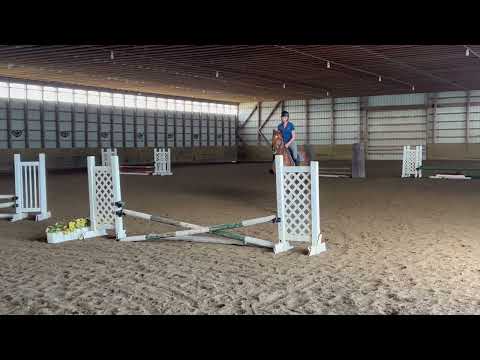 Deceiver - 2018 Kentucky-bred Gelding