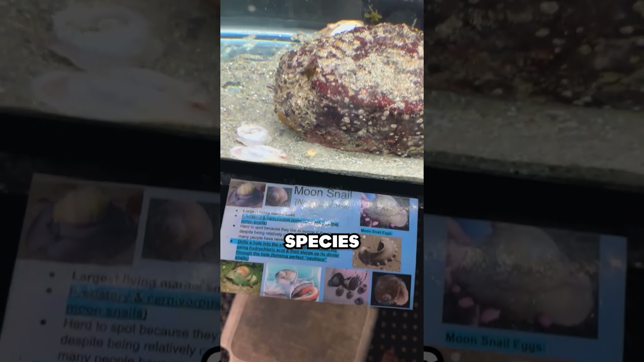 🐙 Rhode Island's Strangest Aquarium? | Beavertail Lighthouse & Aquarium | #shorts